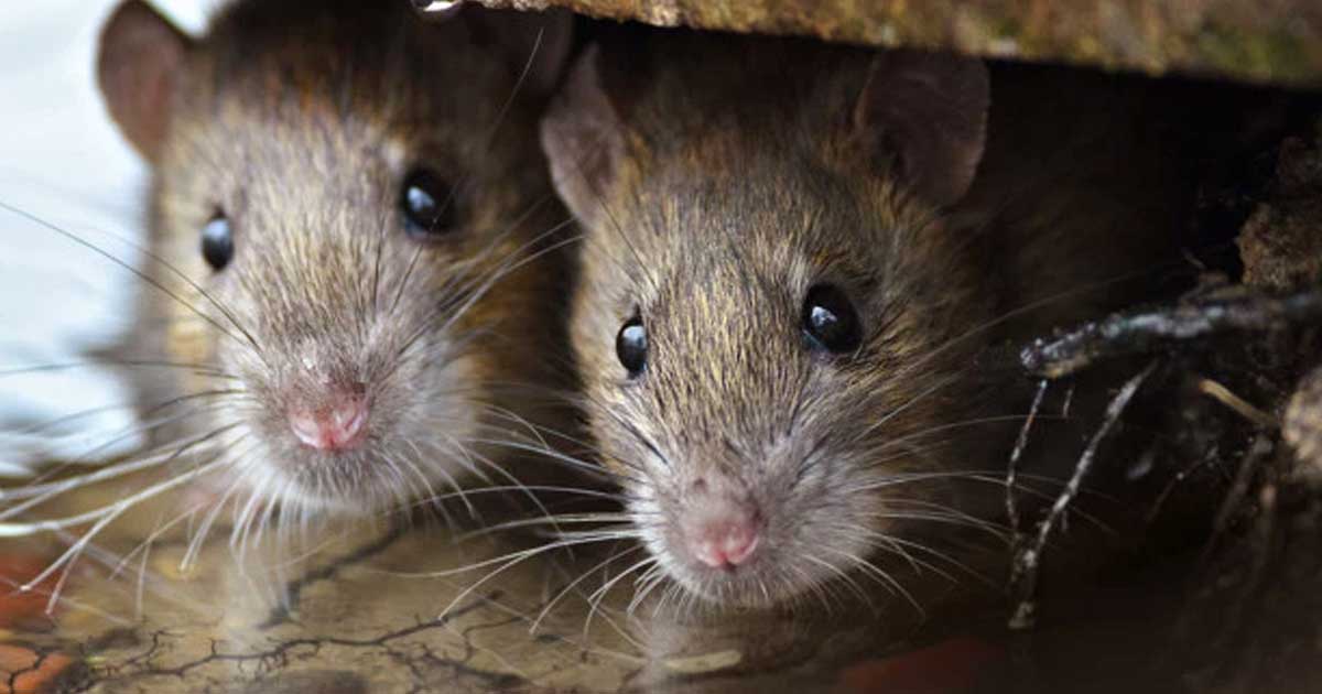 A Guide To Rodent Control Pest Control DC Pest and Building Inspections